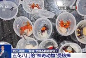 儋州@铲屎官们 养“异宠”或危害国家安全 这些行为违法了