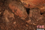 儋州江西发现蜘蛛新物种 为研究呵叻蛛属适应区域提供依据
