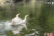 儋州吉林：罕见白鸬鹚连续两年“故地重游”
