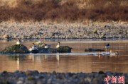 儋州歙县完成安徽首个县域生物多样性调查 共记录物种近4千种