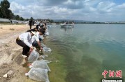 儋州云南江川举行增殖放流活动 逾54万尾鱼游入星云湖